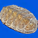 Image of Chiton olivaceus