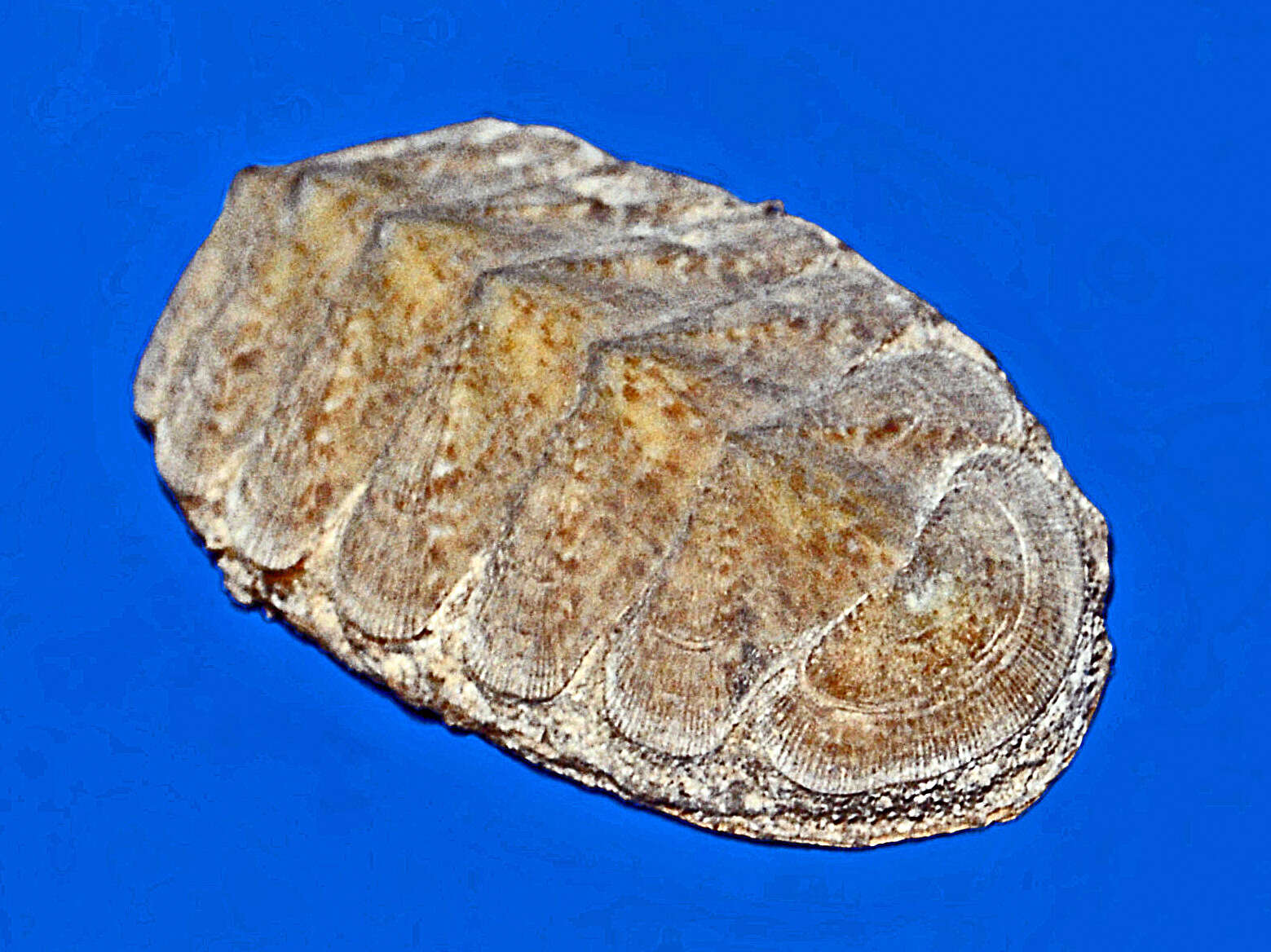 Image of Chiton olivaceus
