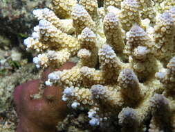 Слика од Acropora digitifera (Dana 1846)