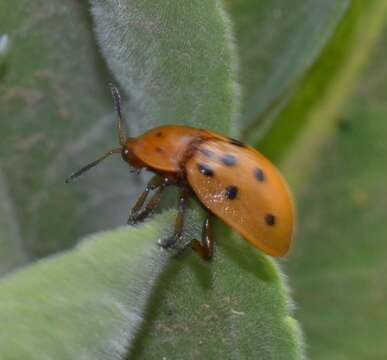 Image of Argus Tortoise Beetle