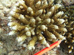 Слика од Acropora digitifera (Dana 1846)