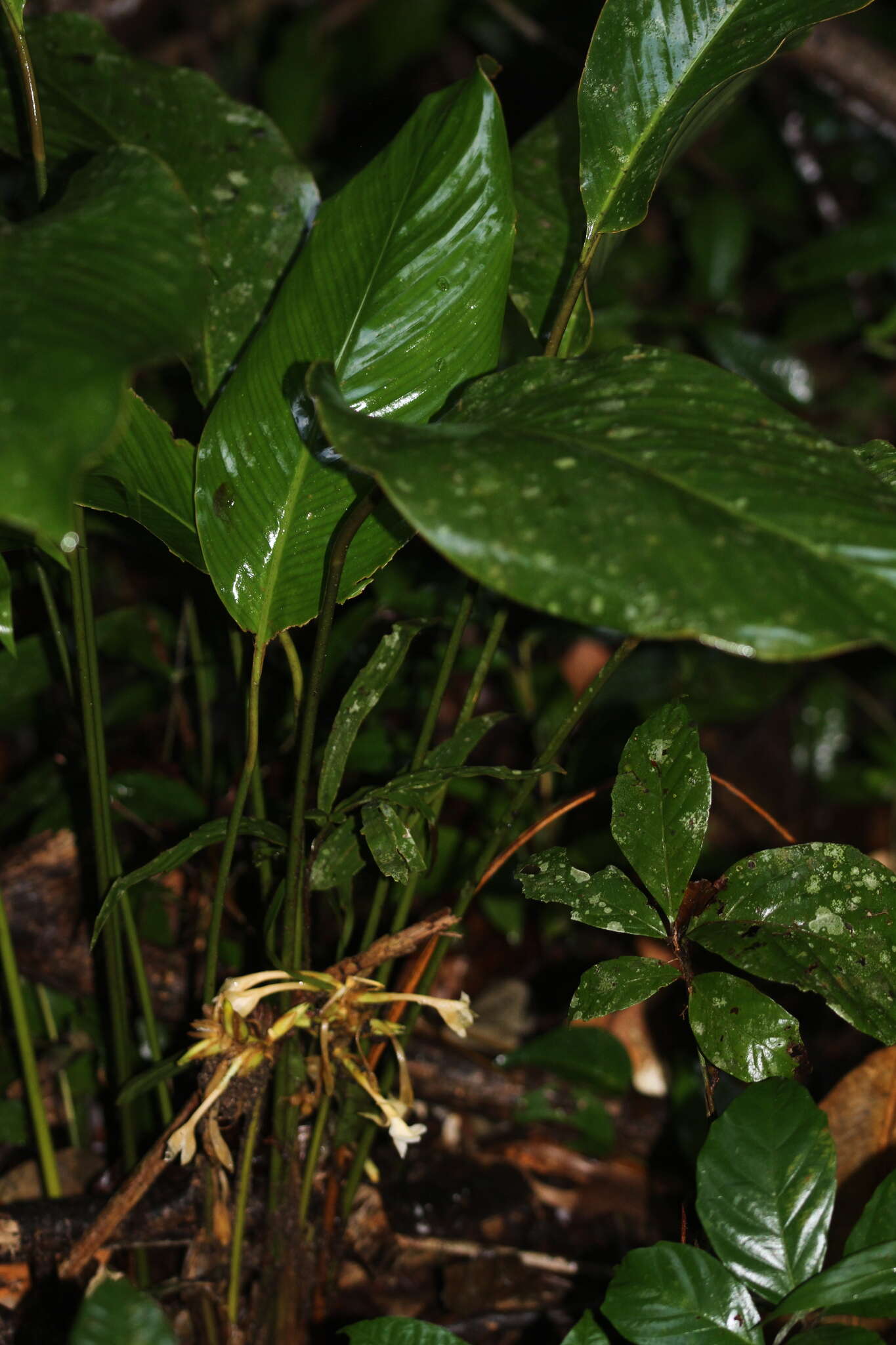 Image de Goeppertia elliptica (Roscoe) Borchs. & S. Suárez