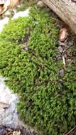 Image of dicranum moss