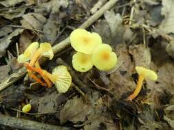 Image of Hygrocybe parvula (Peck) Murrill 1916