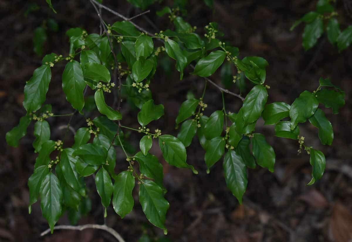 Image of Dallachya vitiensis F. Müll.