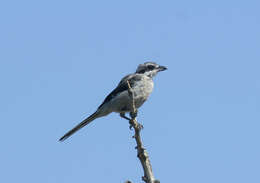 Image of true shrikes