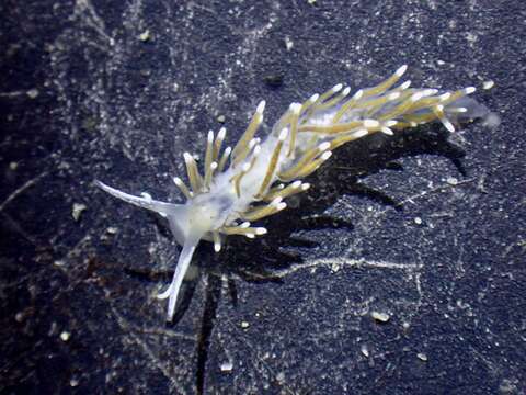 صورة Cuthonella cocoachroma (G. C. Williams & Gosliner 1979)