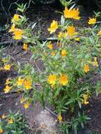 Image of southern bush monkeyflower