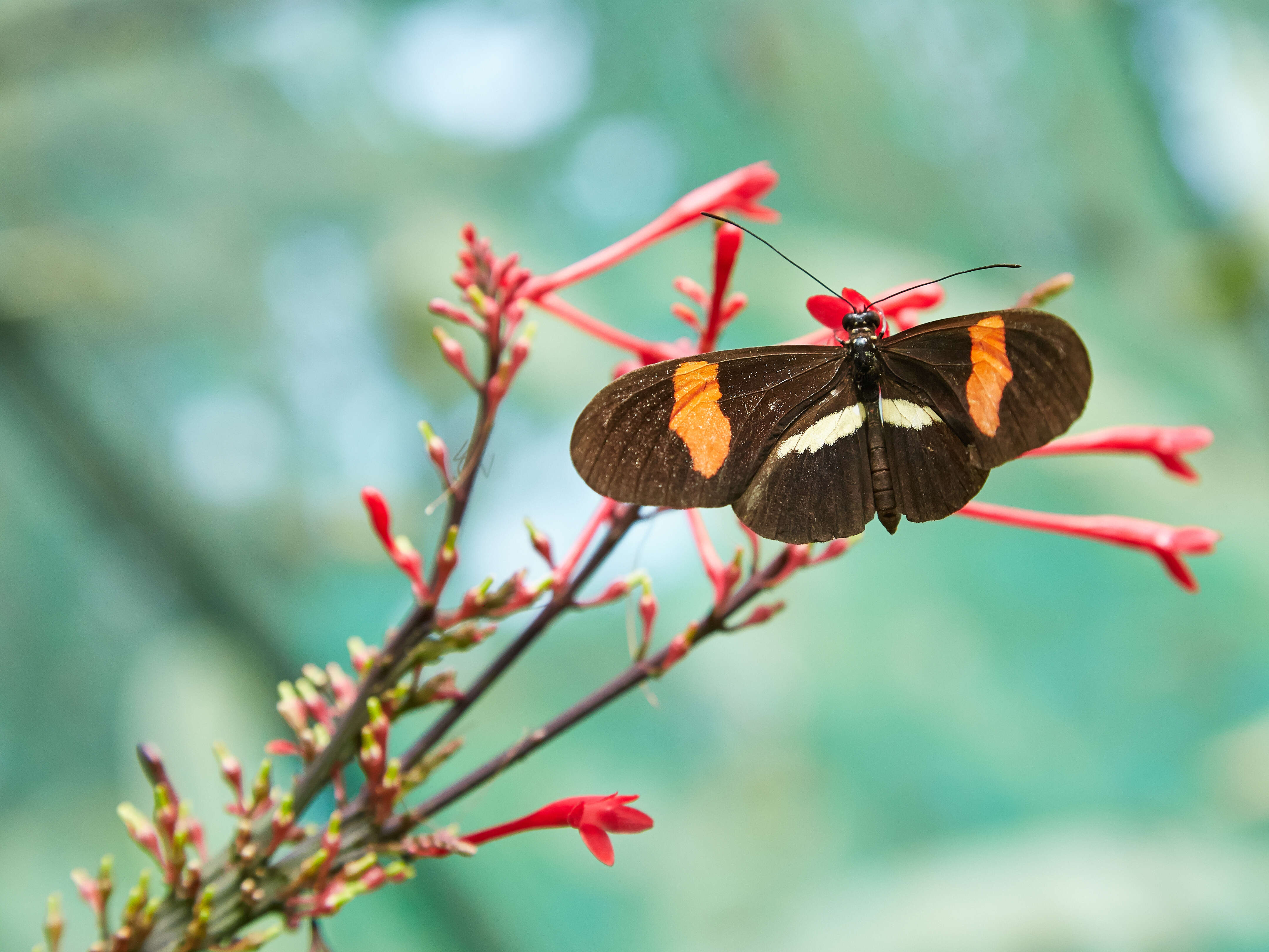 Image of Heliconius melpomene Linnaeus 1758