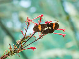 Image of Heliconius melpomene Linnaeus 1758