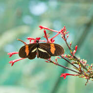 Image of Heliconius melpomene Linnaeus 1758