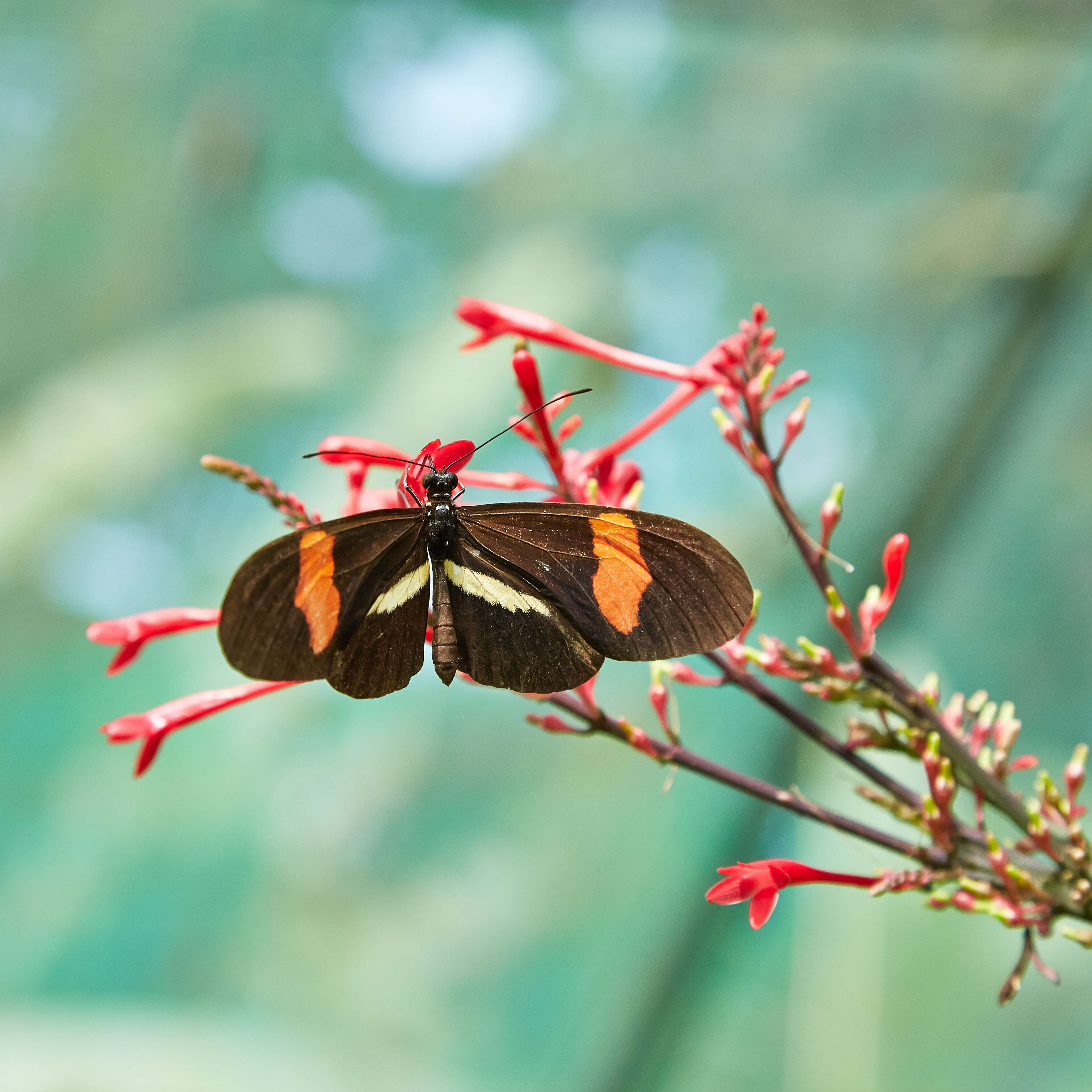 Image of Heliconius melpomene Linnaeus 1758