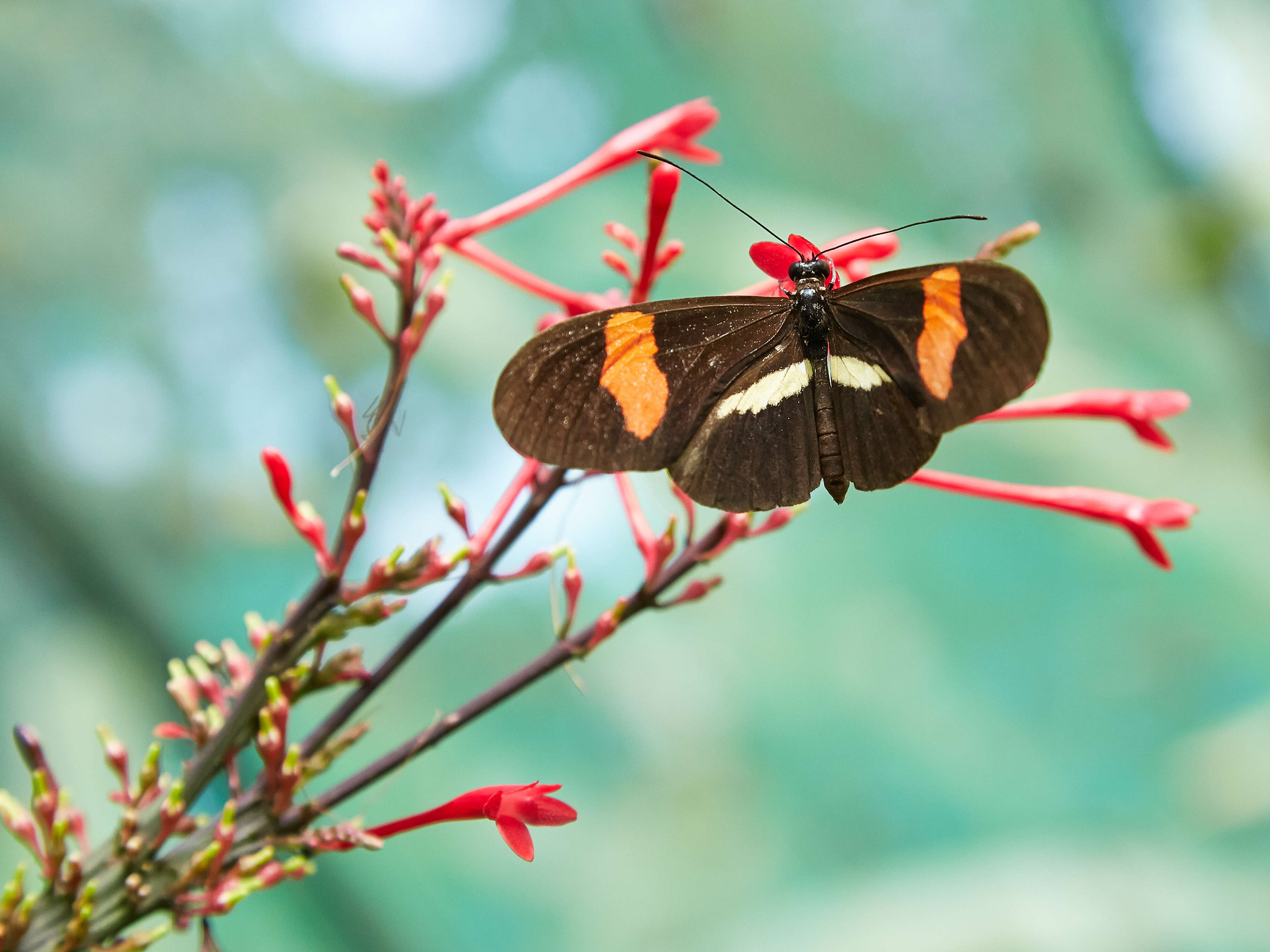 Image of Heliconius melpomene Linnaeus 1758