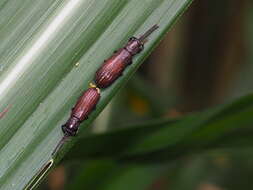 Image of Lasiochila bicolor Pic 1924