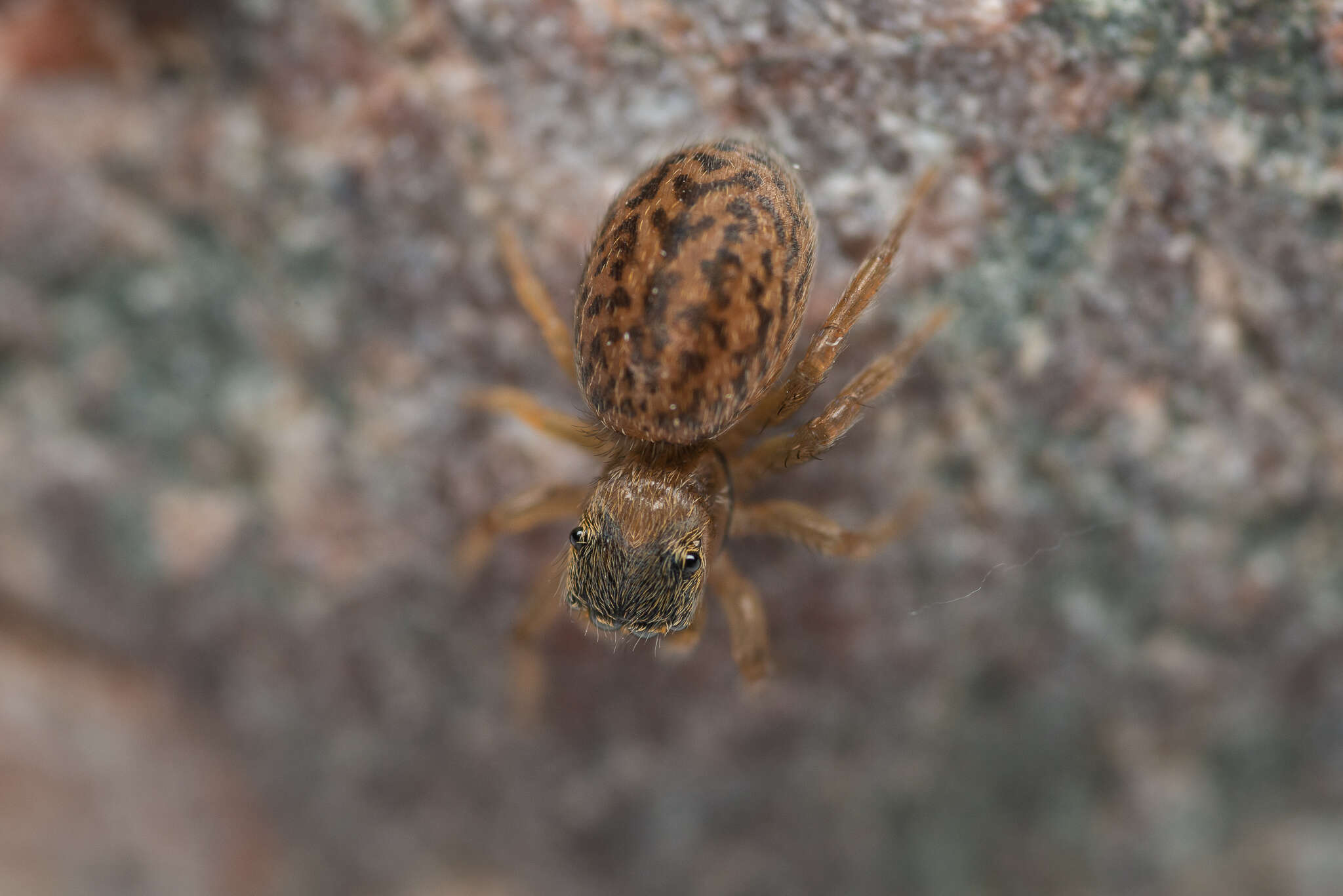 Imagem de Euophrys frontalis (Walckenaer 1802)