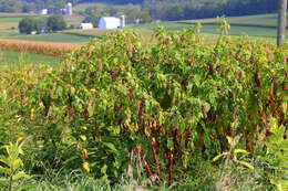 Image of American Nightshade