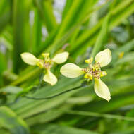 Imagem de Trimezia steyermarkii R. C. Foster