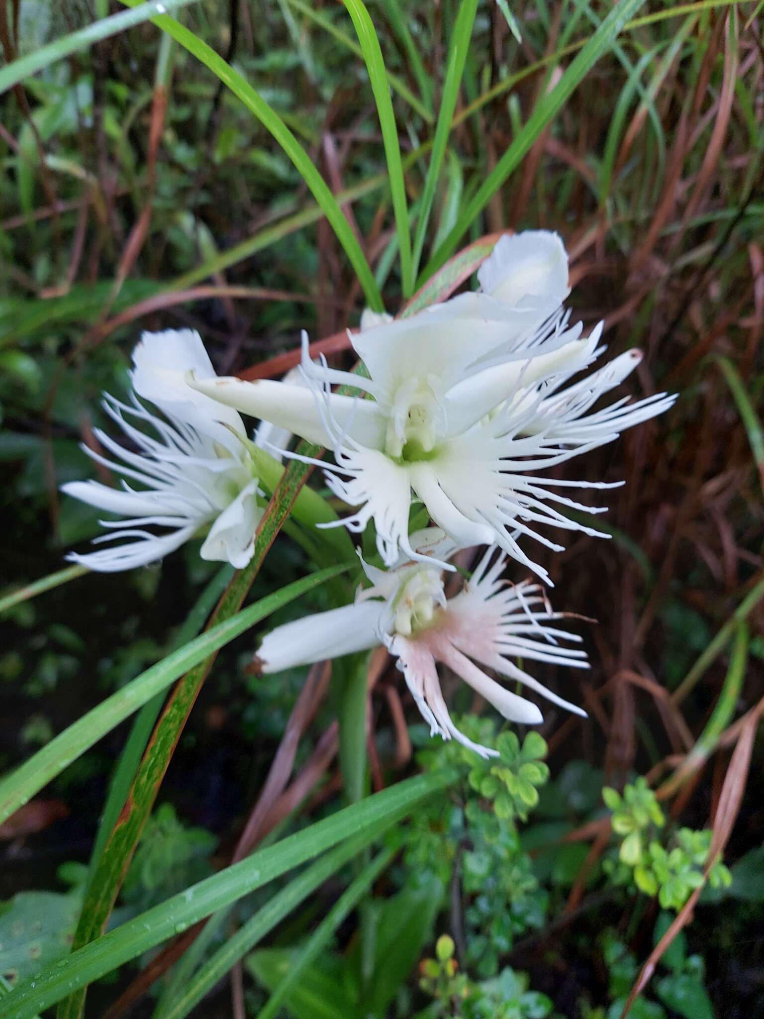 Image of Pecteilis gigantea (Sm.) Raf.