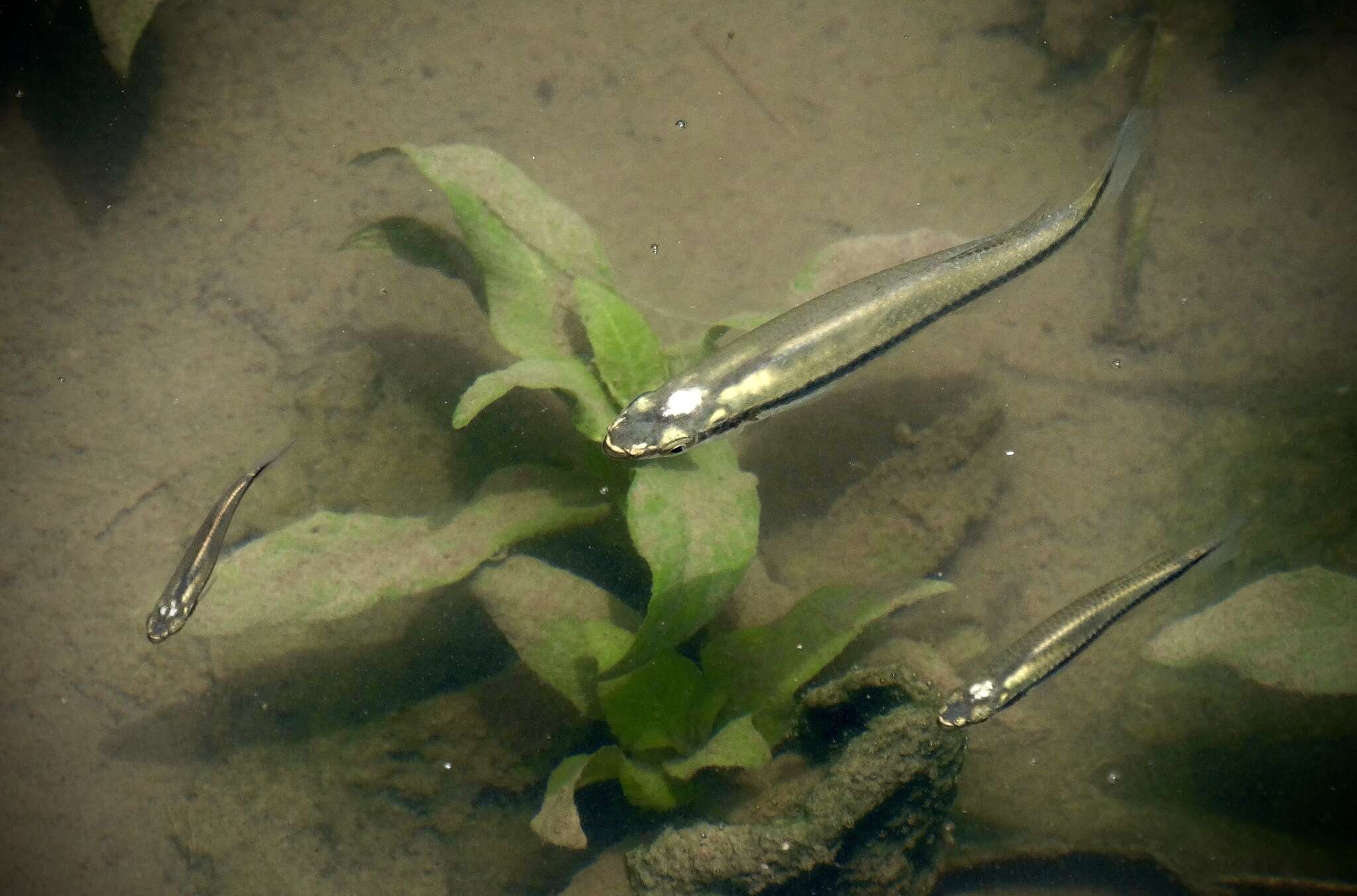 Image of Blackspotted Topminnow