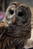 Image of Barred Owl