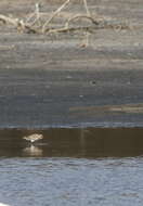 Sivun Calidris falcinellus sibirica (Dresser 1876) kuva