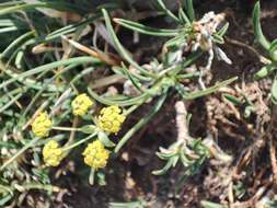 Bupleurum ranunculoides subsp. ranunculoides resmi