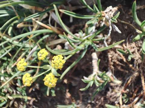 Image of Bupleurum ranunculoides subsp. ranunculoides