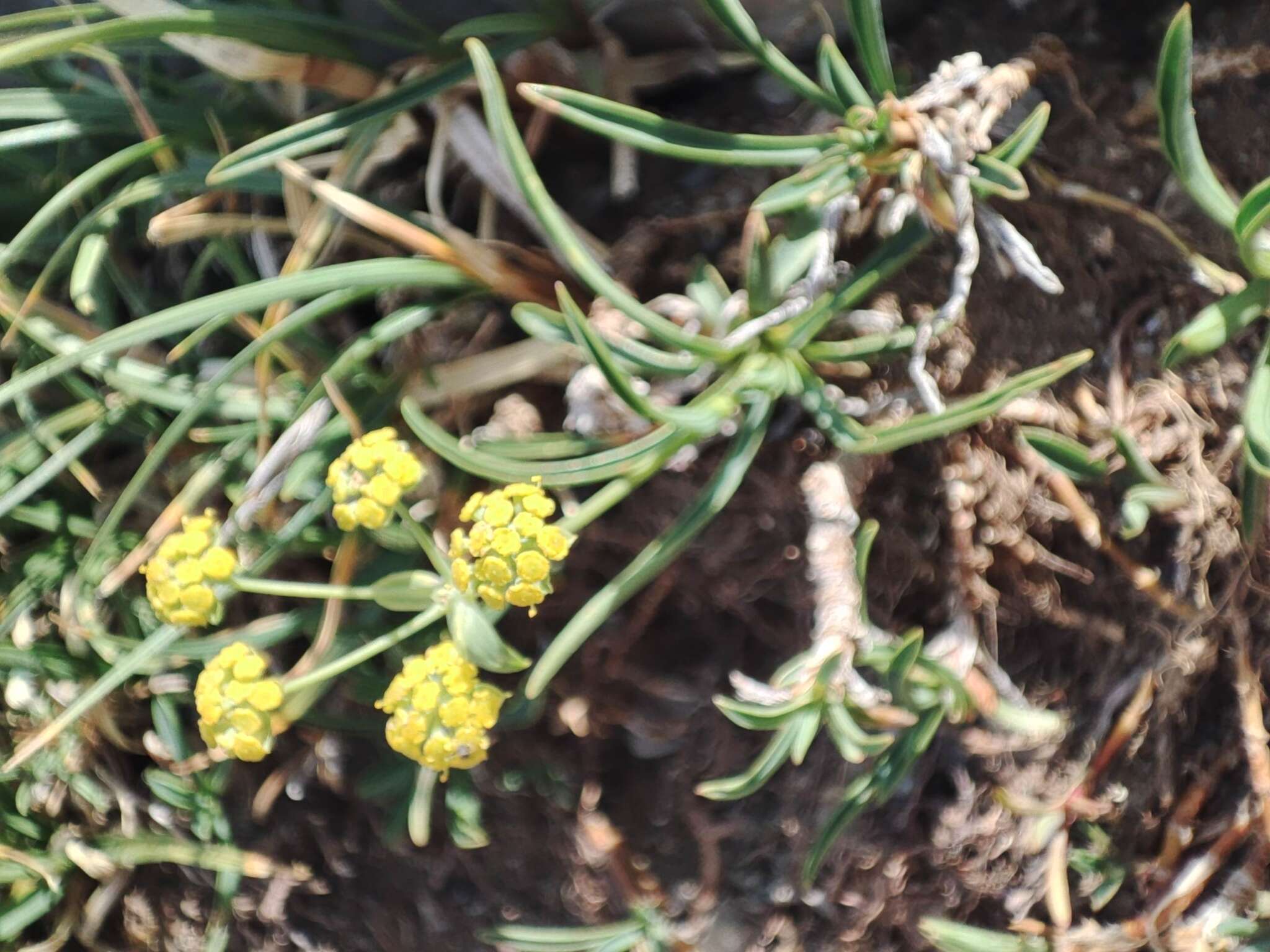 Bupleurum ranunculoides subsp. ranunculoides resmi