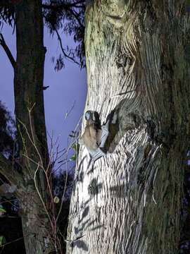 Слика од Tadarida australis (Gray 1839)