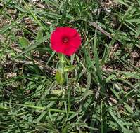 Image of Wilcox's phlox