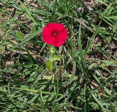 Image of Wilcox's phlox