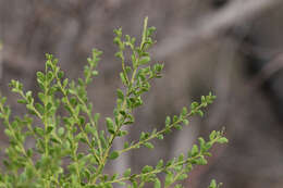 Image of gold-dust acacia