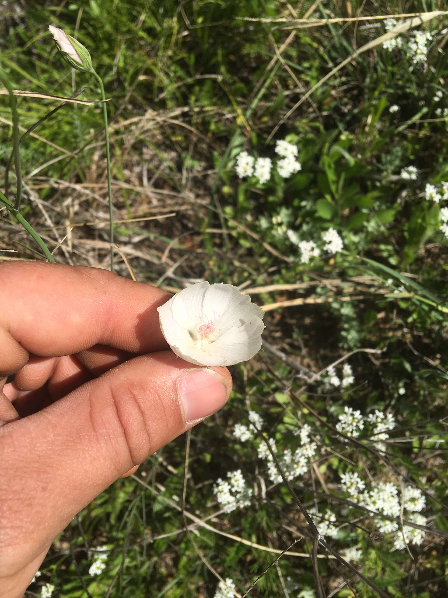 Image de Callirhoe pedata (Nutt. ex Hook.) A. Gray