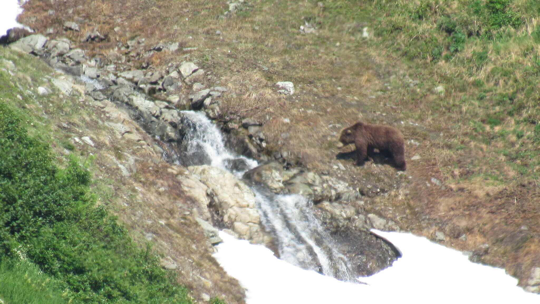 Image of Kamchatka brown bear