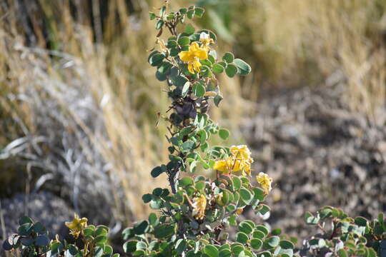 Image of Senna purpusii (Brandegee) H. S. Irwin & Barneby