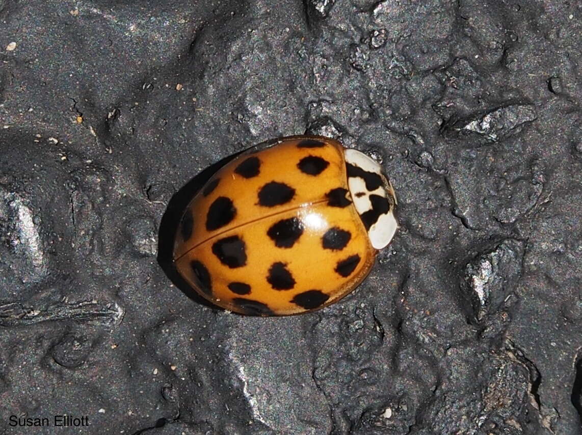 Image of Harlequin Ladybird