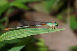 Imagem de Ceriagrion cerinorubellum (Brauer 1865)