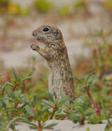 Image of spotted ground squirrel