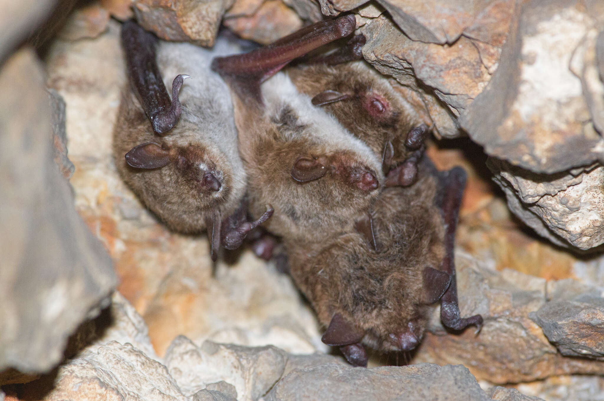 Plancia ëd Myotis dasycneme (Boie 1825)