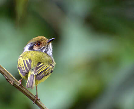 Image of Pygmy tyrant