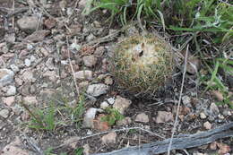 Image of Coryphantha pallida Britton & Rose