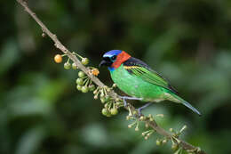 Image of Red-necked Tanager