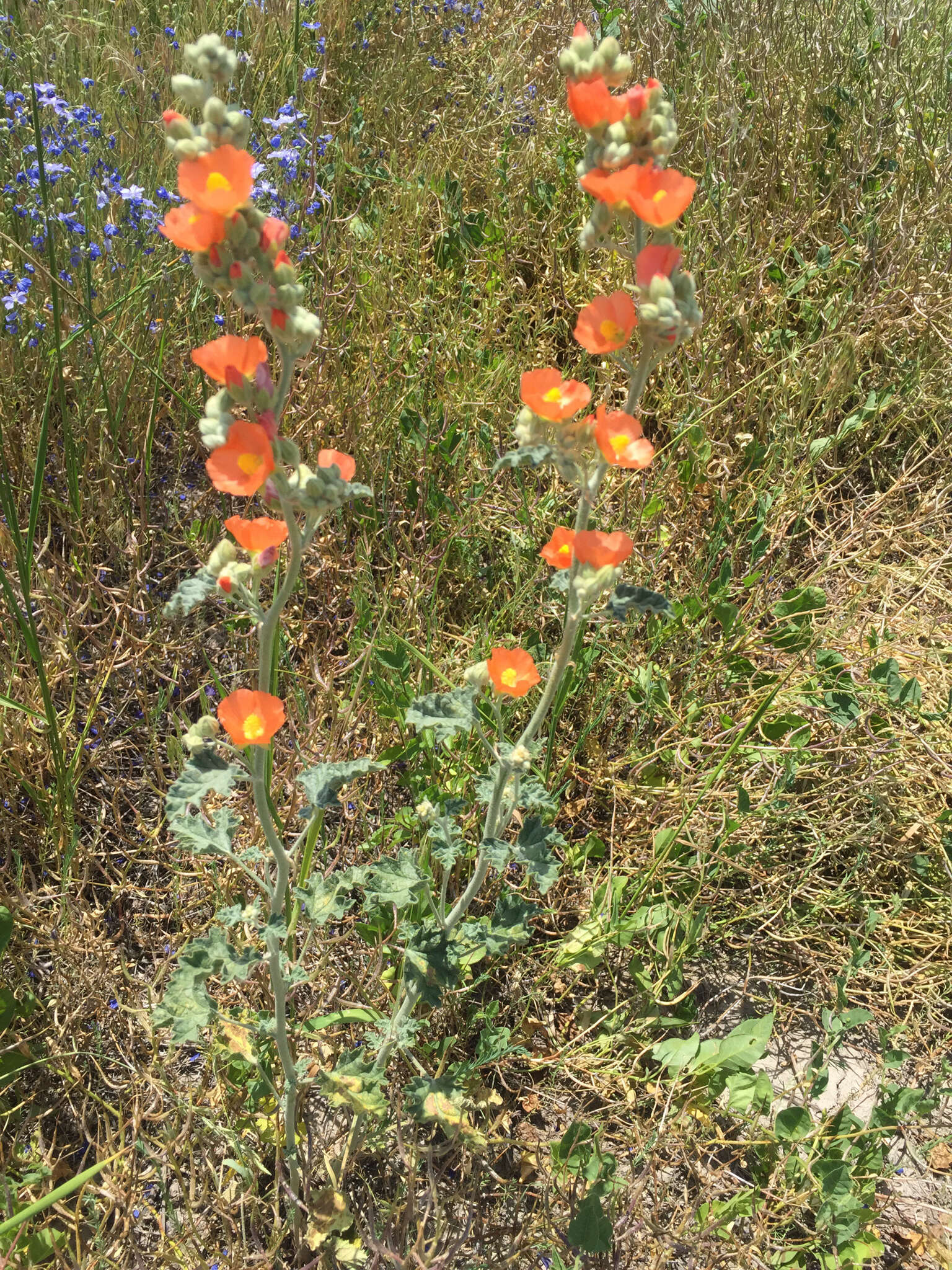 Image of Munro's globemallow