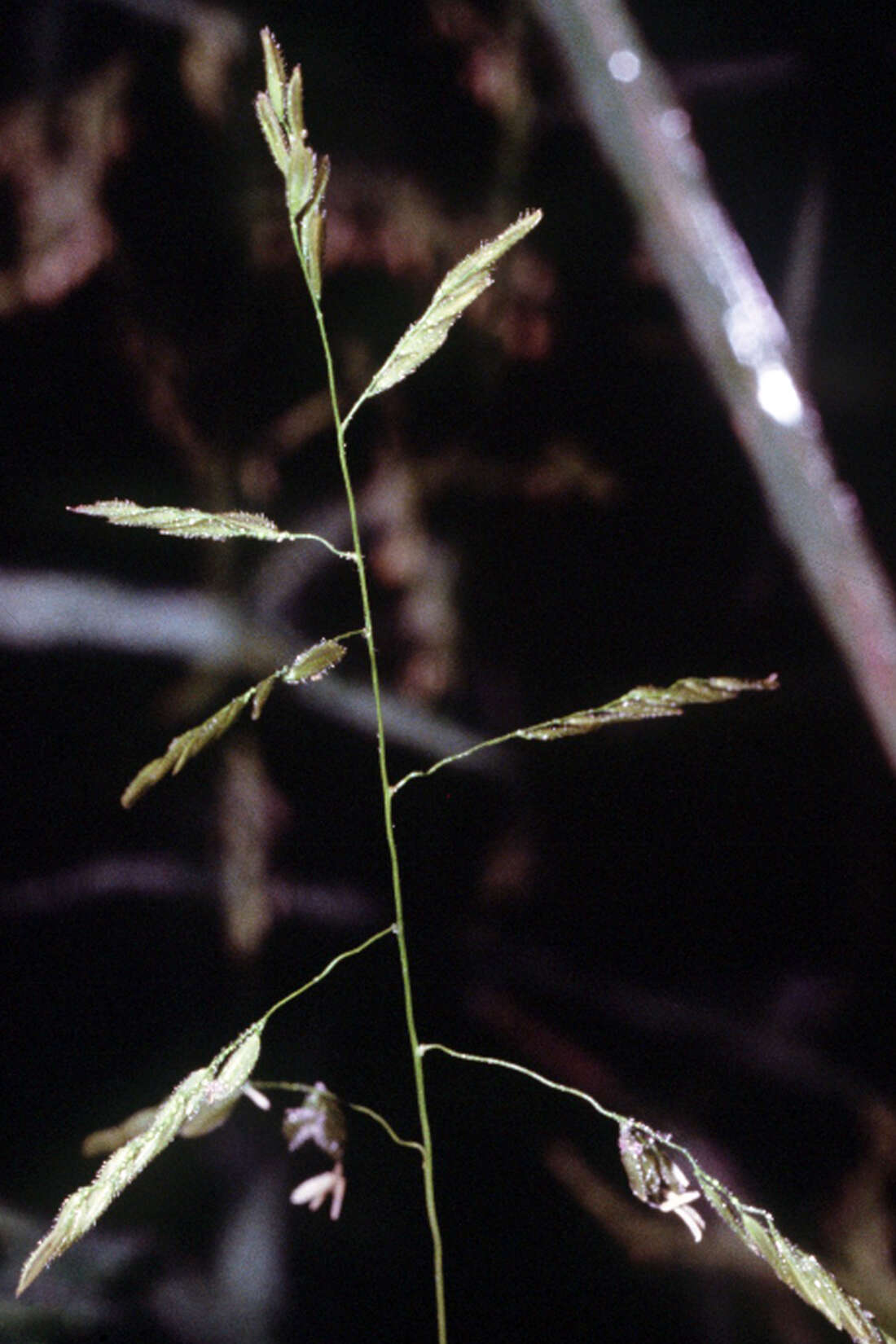 Image of Cut-grass