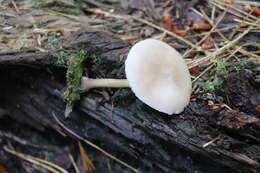 Image of Pluteus semibulbosus (Lasch) Quél. 1875