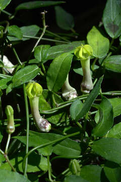 Image of Ceropegia carnosa subsp. glabra (H. Huber) Bruyns