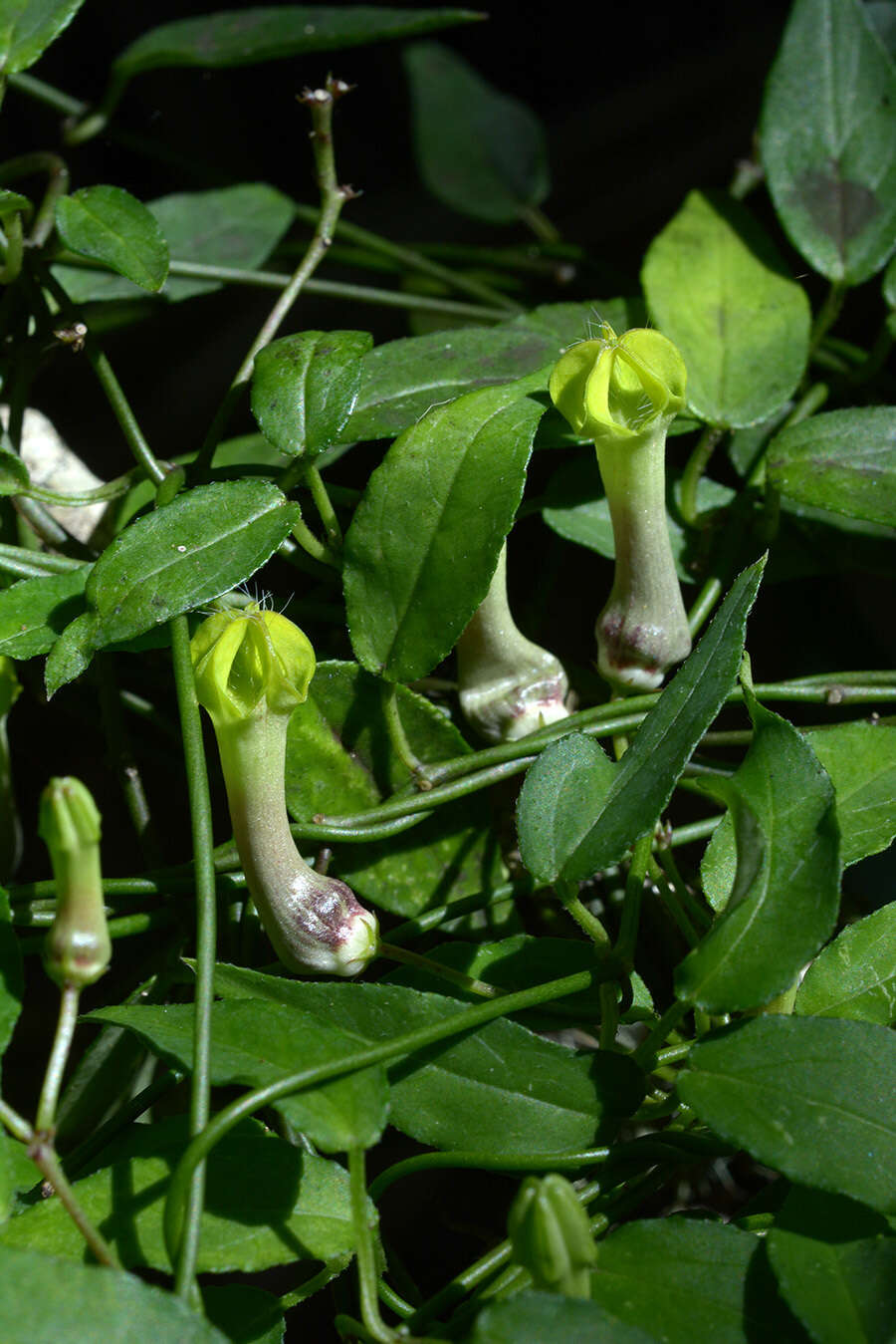 Sivun Ceropegia carnosa subsp. glabra (H. Huber) Bruyns kuva