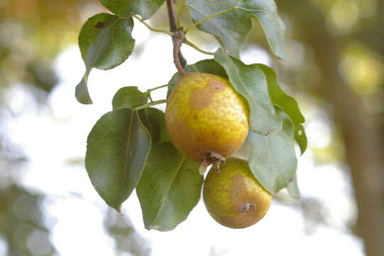 Image of European Pear