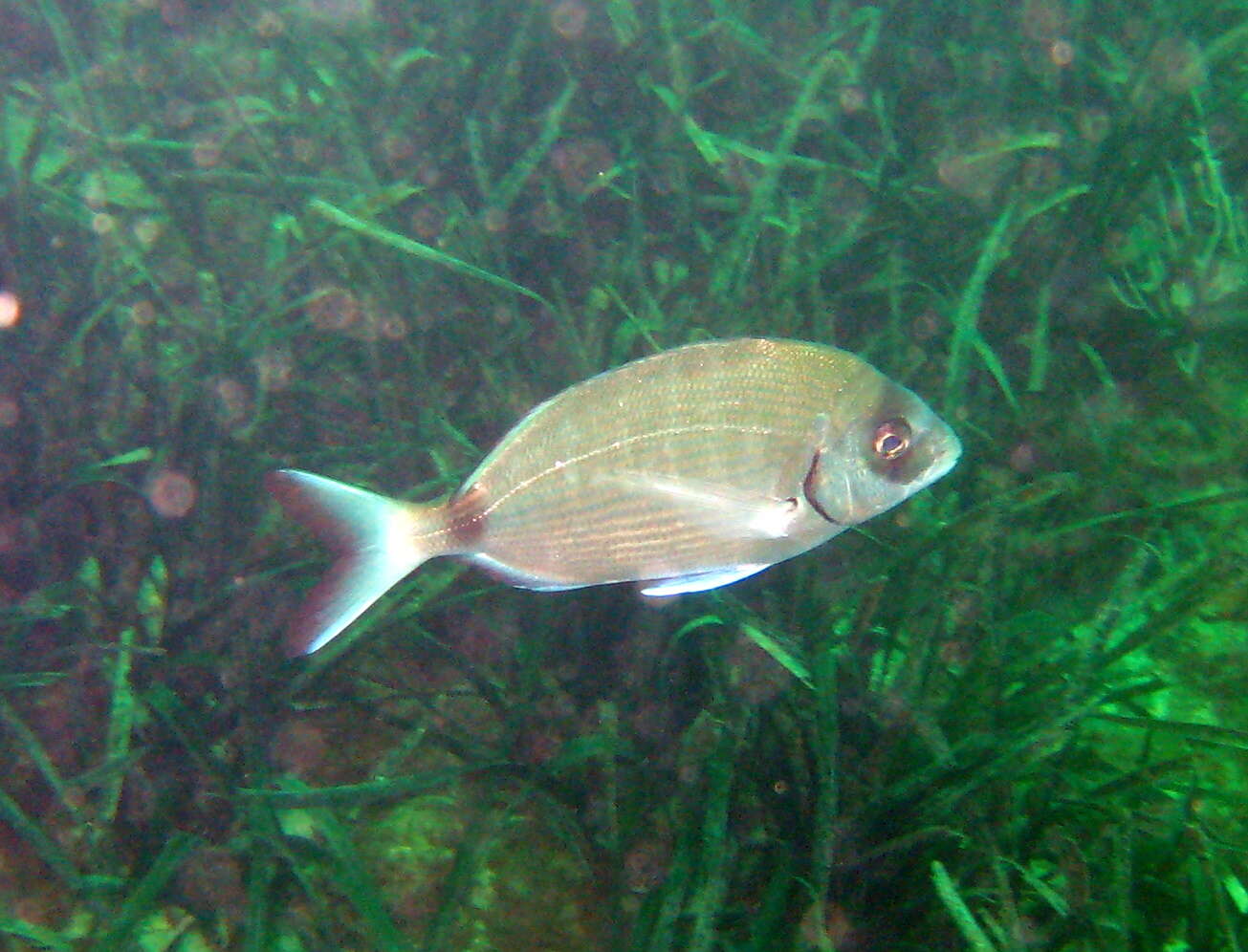 Image of White Seabream