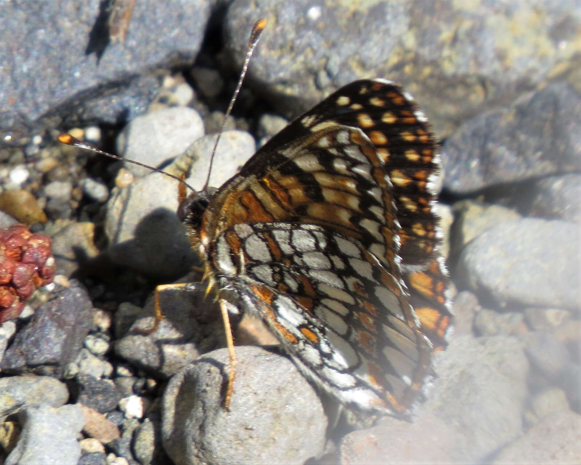 Image of Chlosyne acastus sterope (W. H. Edwards 1870)